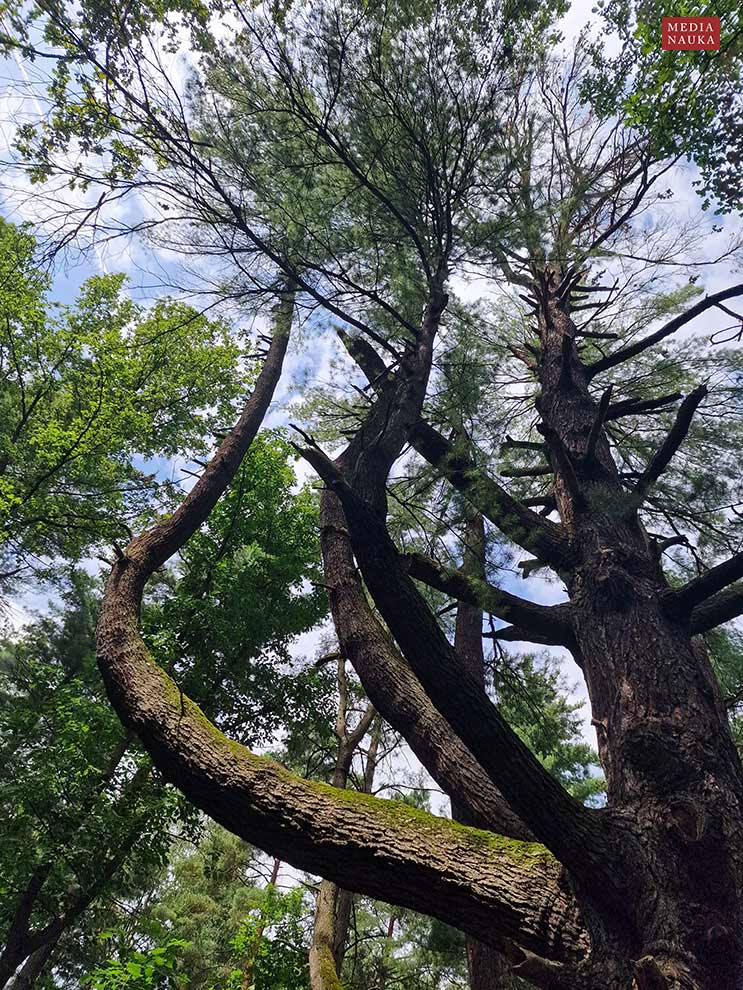 sosna wejmutka (Pinus strobus)