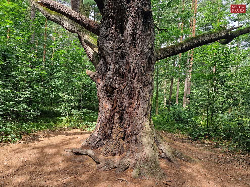sosna wejmutka (Pinus strobus)