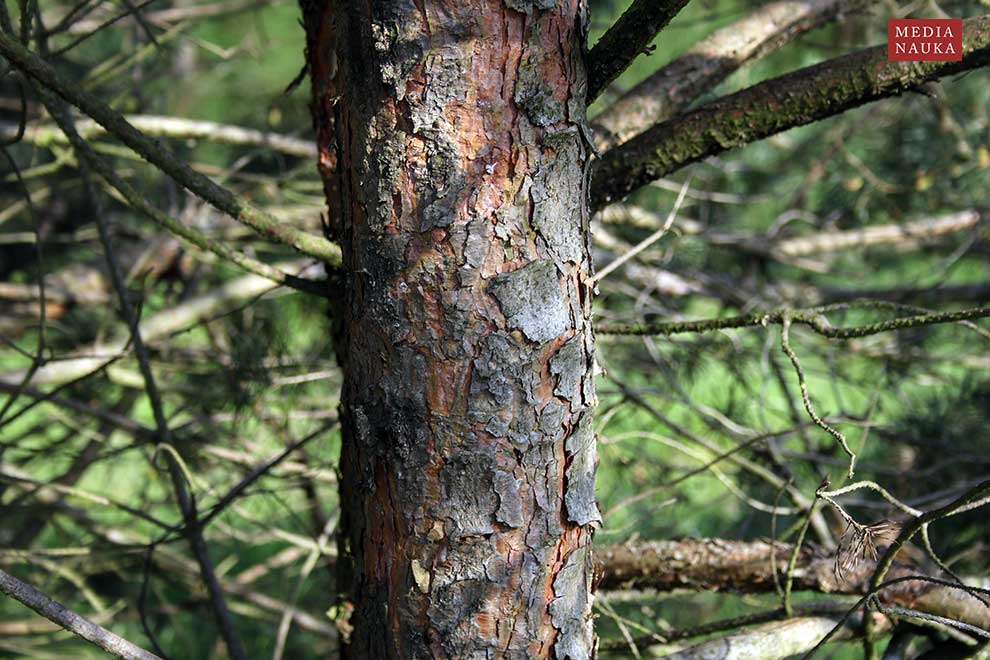 sosna zwyczajna, sosna pospolita (Pinus sylvestris)