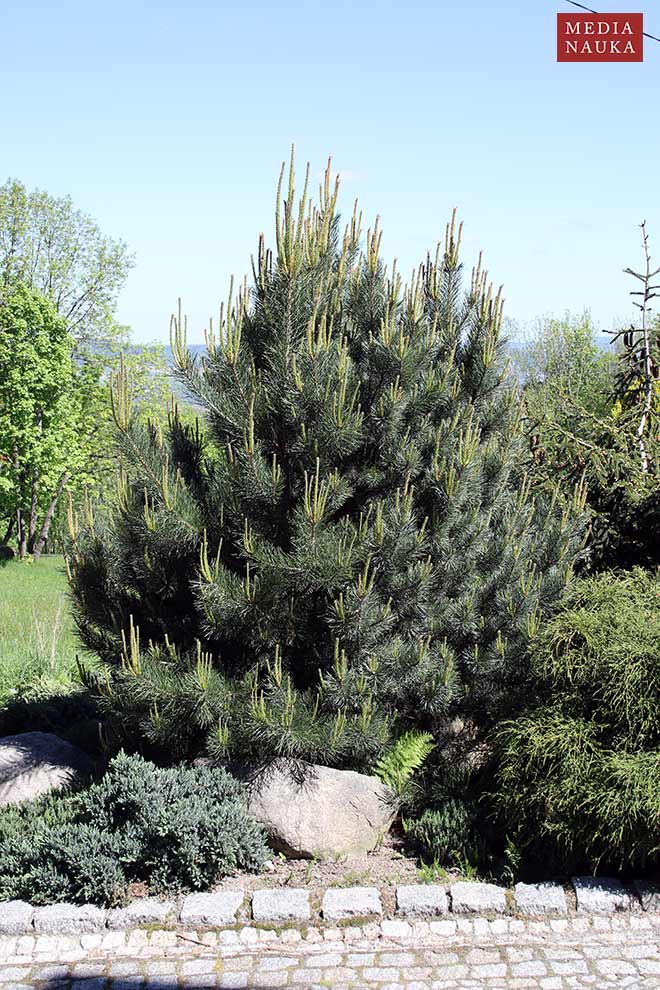 sosna zwyczajna, sosna pospolita (Pinus sylvestris)