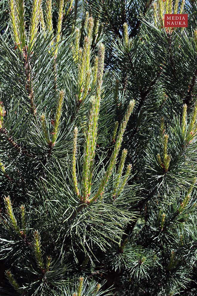 sosna zwyczajna, sosna pospolita (Pinus sylvestris)