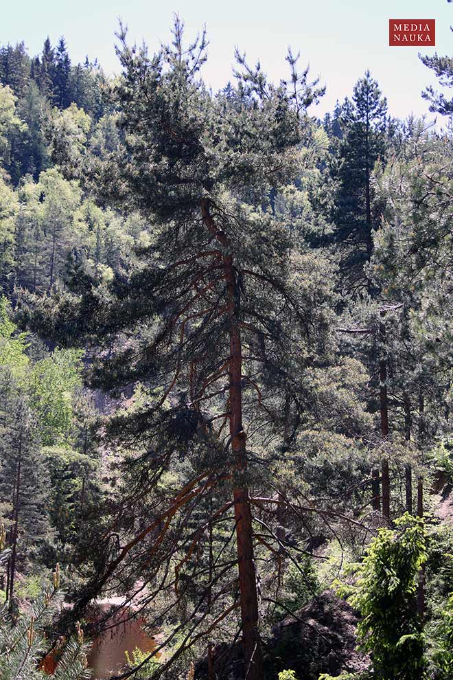 sosna zwyczajna, sosna pospolita (Pinus sylvestris)