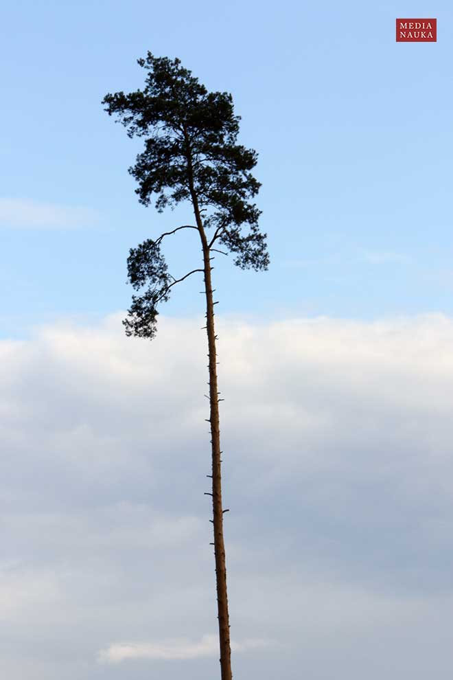 sosna zwyczajna, sosna pospolita (Pinus sylvestris)