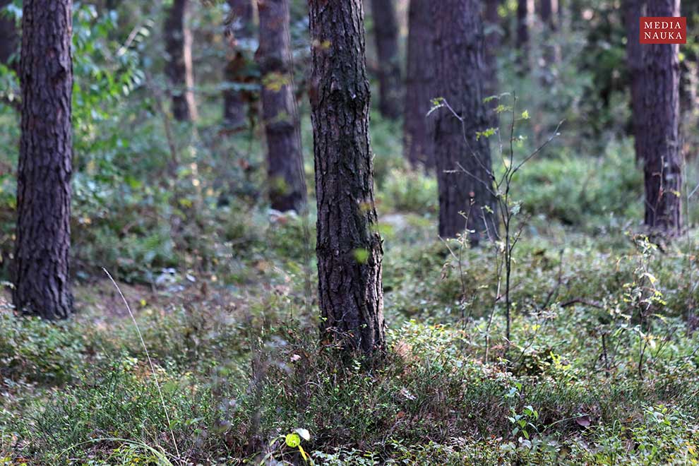 sosna zwyczajna, sosna pospolita (Pinus sylvestris)