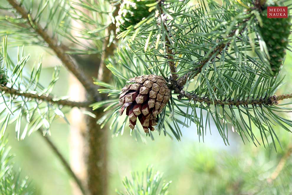 sosna zwyczajna, sosna pospolita (Pinus sylvestris)