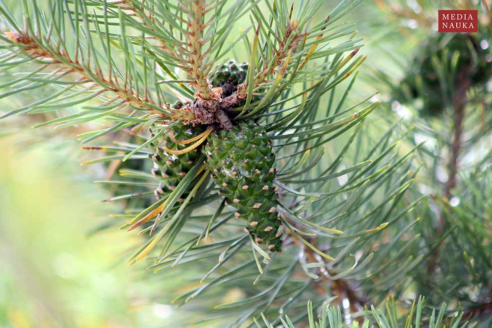 sosna zwyczajna, sosna pospolita (Pinus sylvestris)