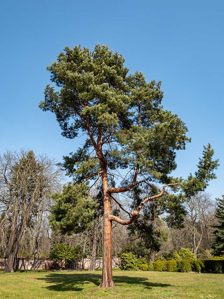 sosna zwyczajna, sosna pospolita (Pinus sylvestris)