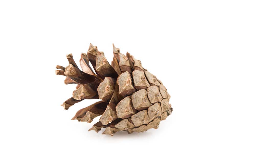 sosna zwyczajna, sosna pospolita (Pinus sylvestris)