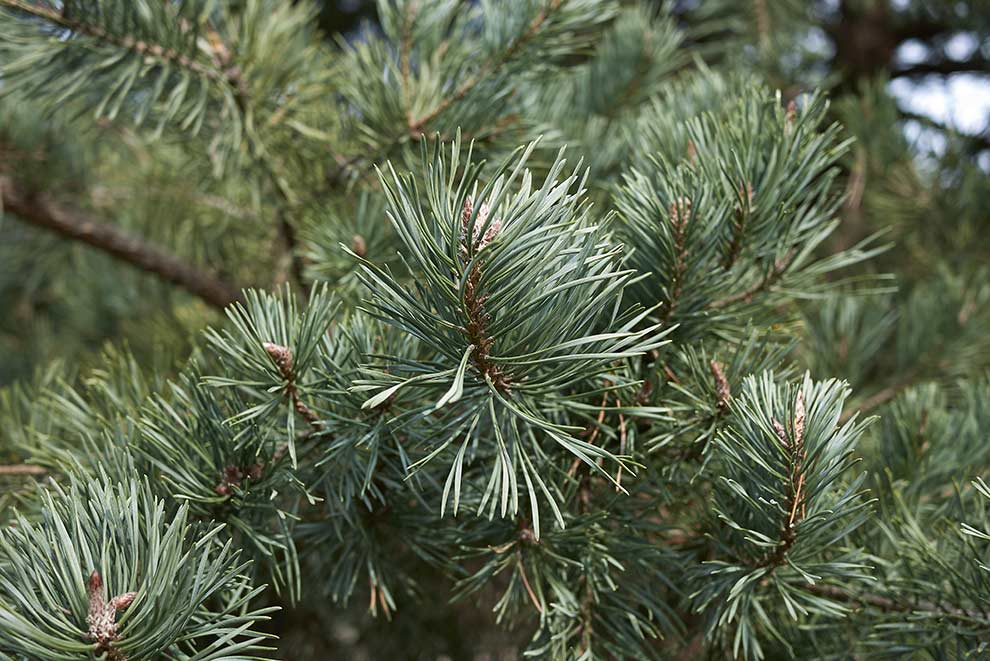 sosna zwyczajna, sosna pospolita (Pinus sylvestris)