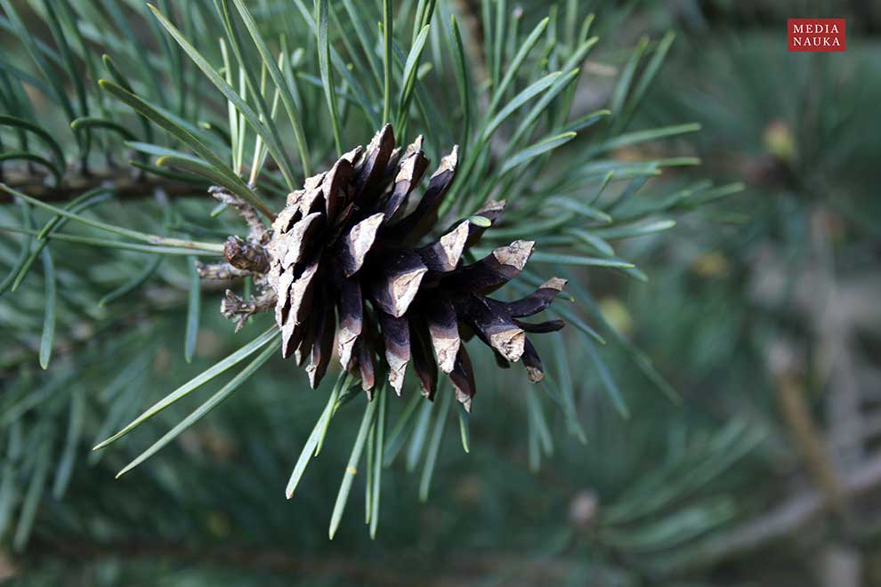 sosna zwyczajna, sosna pospolita (Pinus sylvestris)