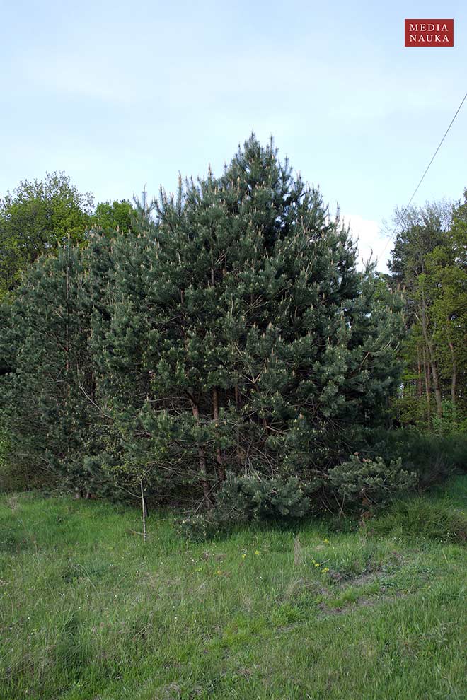 sosna zwyczajna, sosna pospolita (Pinus sylvestris)