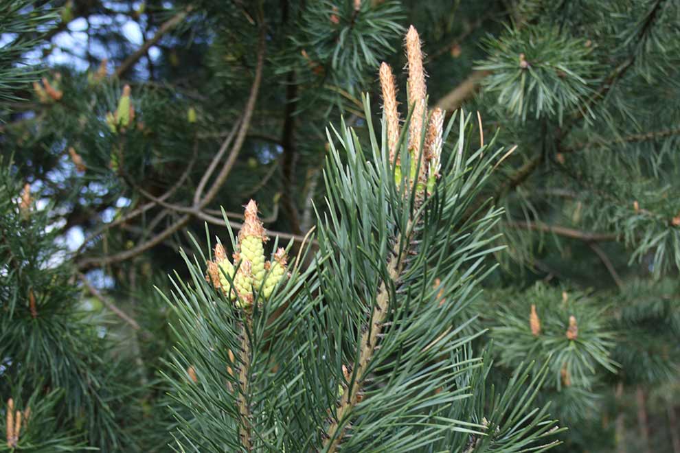 sosna zwyczajna, sosna pospolita (Pinus sylvestris)