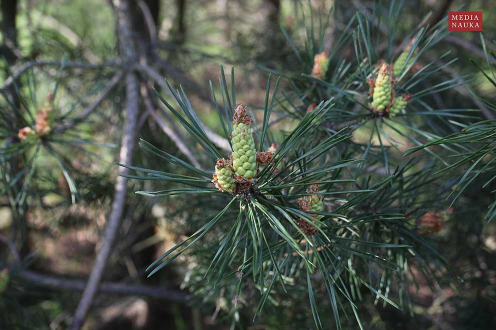 sosna zwyczajna, sosna pospolita (Pinus sylvestris)