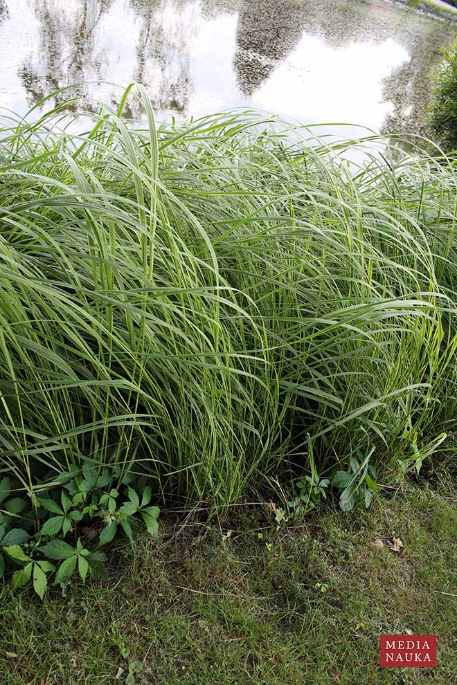 spartyna grzebieniasta (Spartina pectinata)