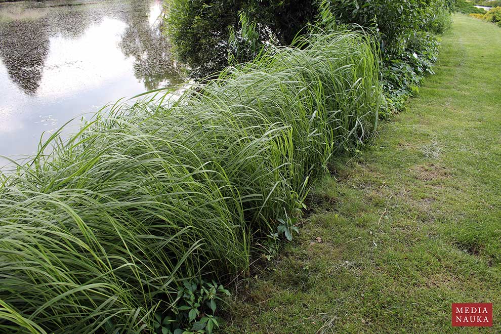 spartyna grzebieniasta (Spartina pectinata)