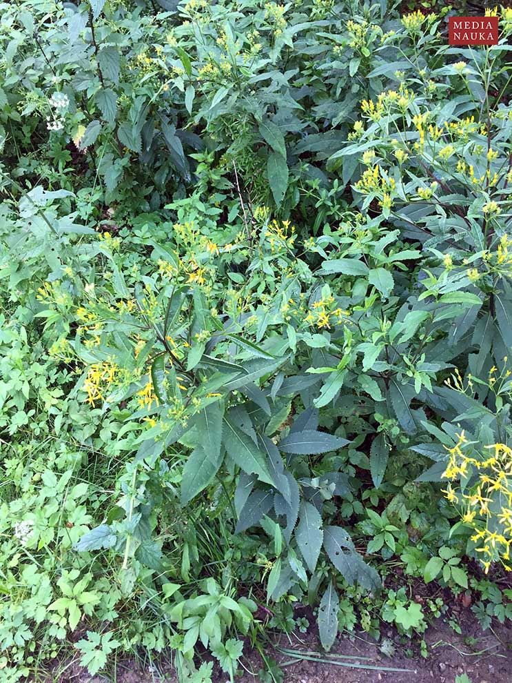 starzec gajowy (Senecio nemorensis)