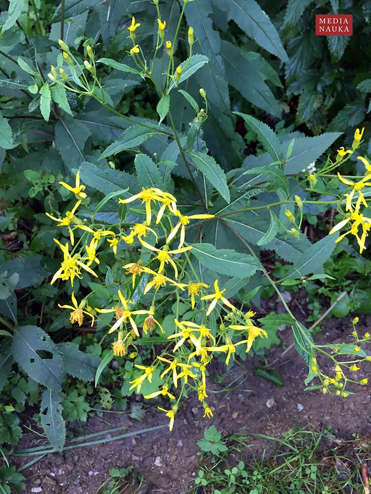 starzec gajowy (Senecio nemorensis)