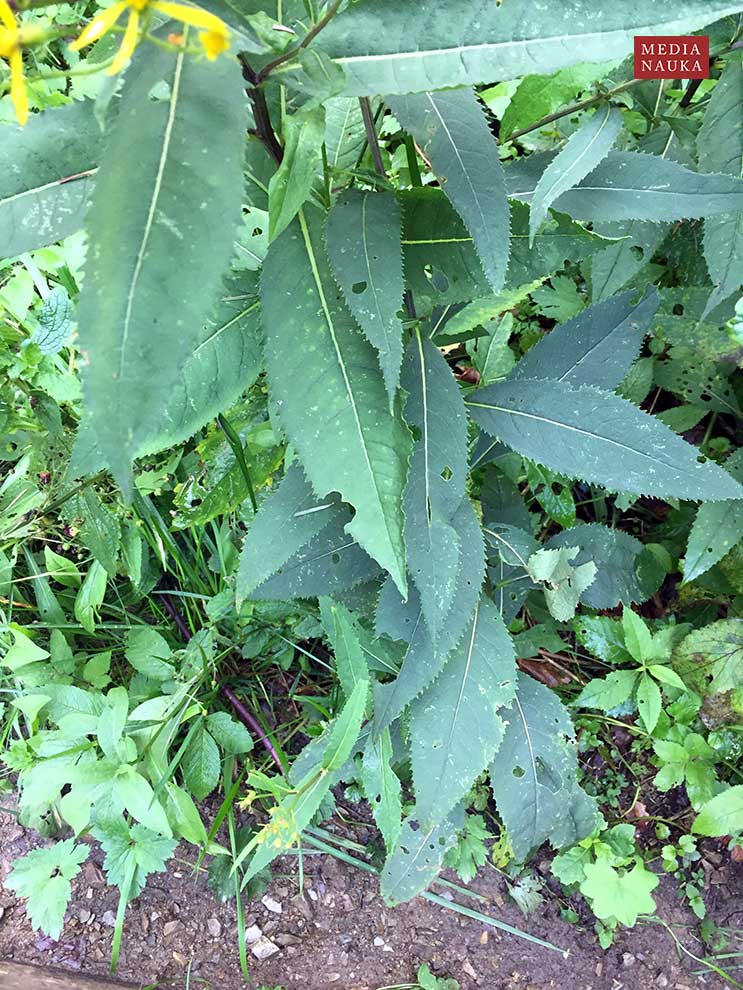 starzec gajowy (Senecio nemorensis)