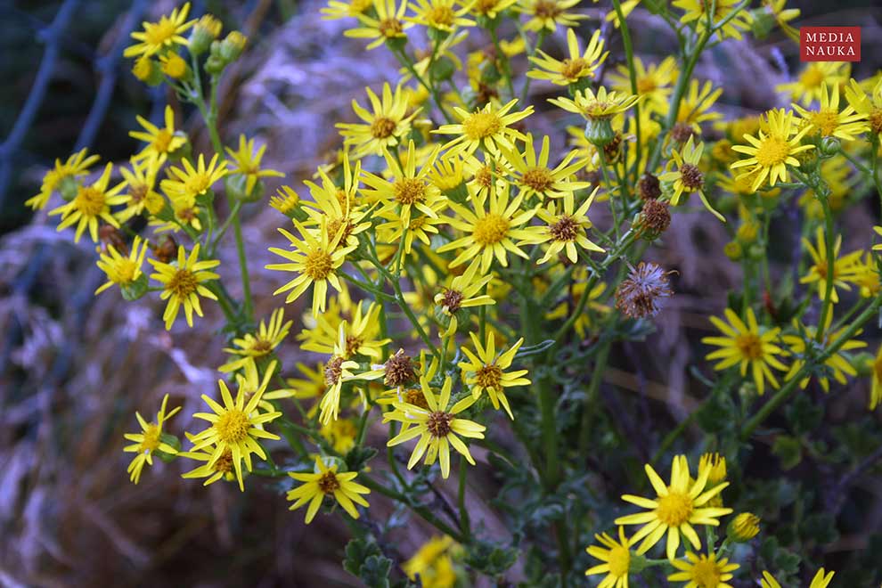 starzec jakubek (Senecio jacobaea)