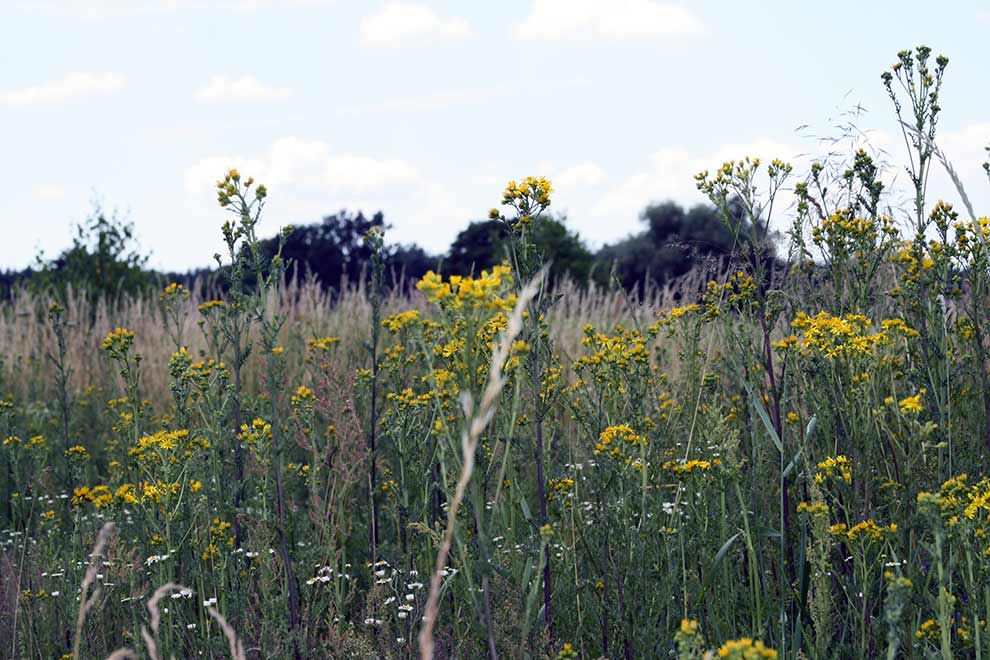 starzec jakubek (Senecio jacobaea)
