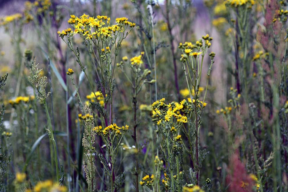 starzec jakubek (Senecio jacobaea)