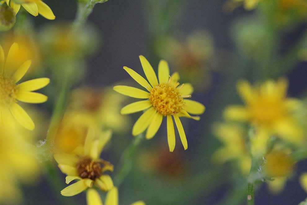 starzec jakubek (Senecio jacobaea)