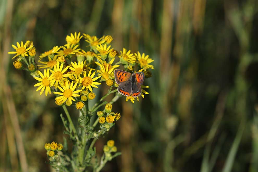 starzec jakubek (Senecio jacobaea)
