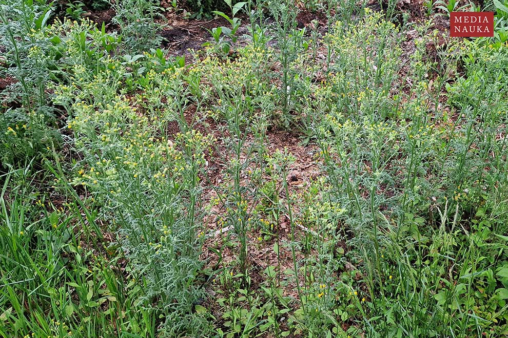 starzec leśny (Senecio sylvaticus)