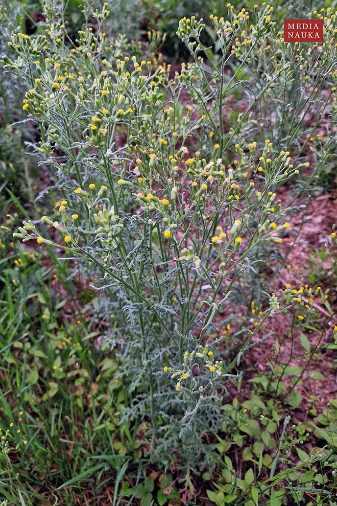 starzec leśny (Senecio sylvaticus)