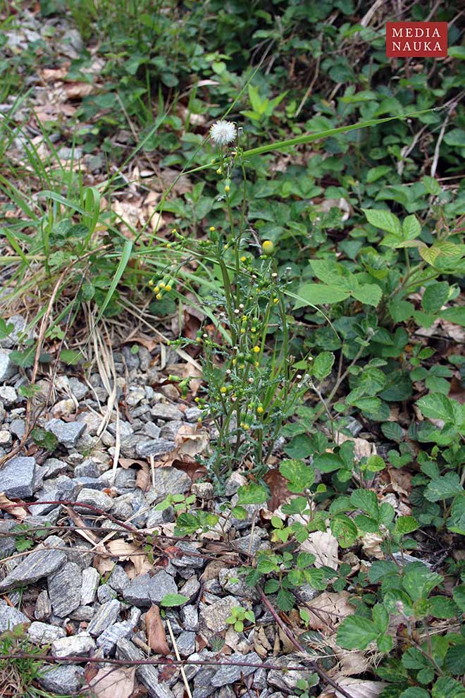 starzec zwyczajny (Senecio vulgaris)
