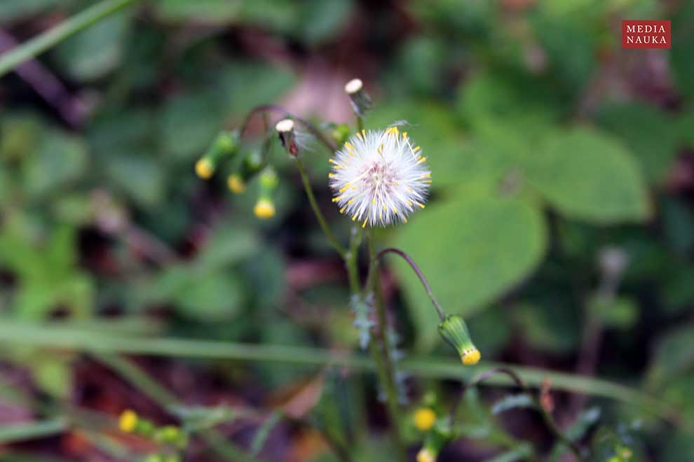 starzec zwyczajny (Senecio vulgaris)