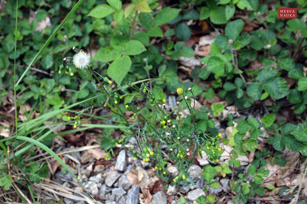 starzec zwyczajny (Senecio vulgaris)