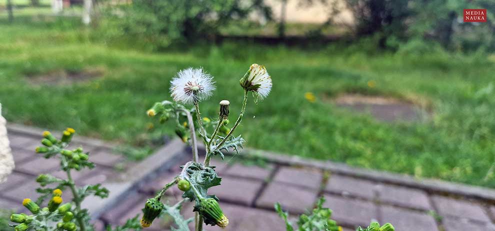 starzec zwyczajny (Senecio vulgaris)
