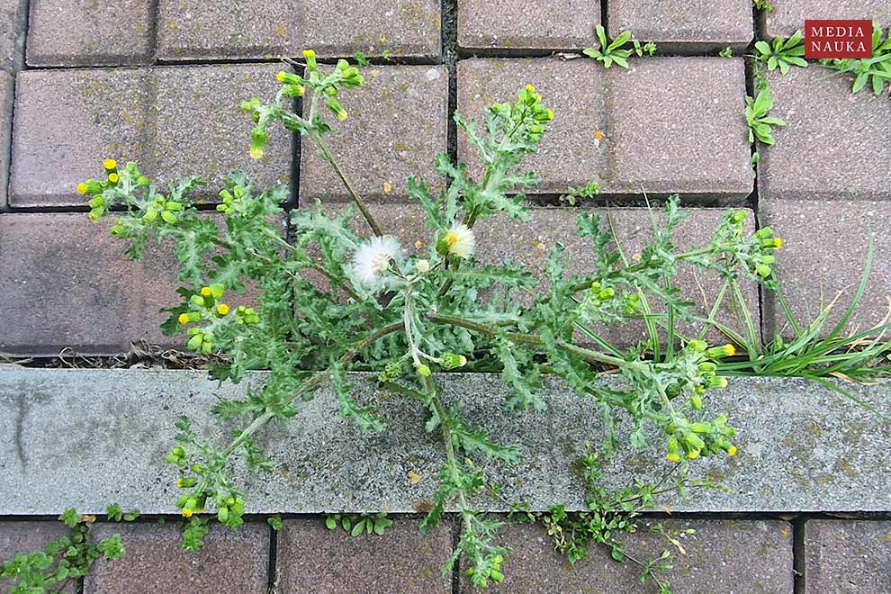 starzec zwyczajny (Senecio vulgaris)