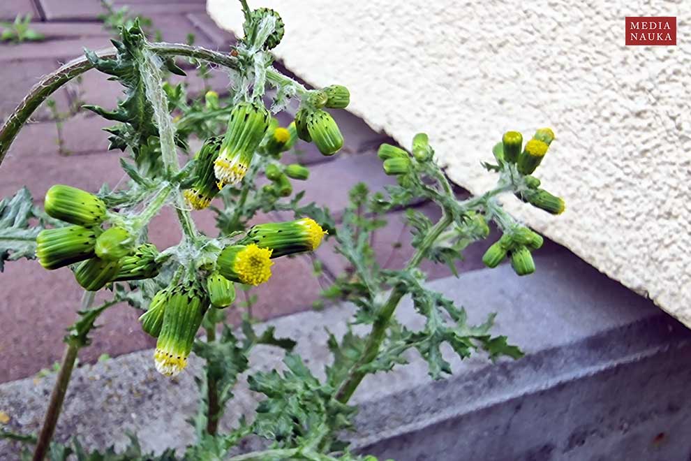 starzec zwyczajny (Senecio vulgaris)