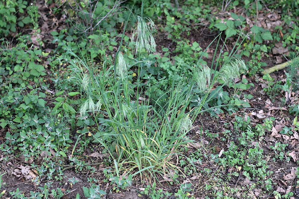 stokłosa dachowa (Bromus tectorum)
