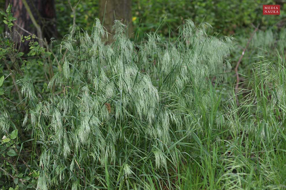 stokłosa dachowa (Bromus tectorum)