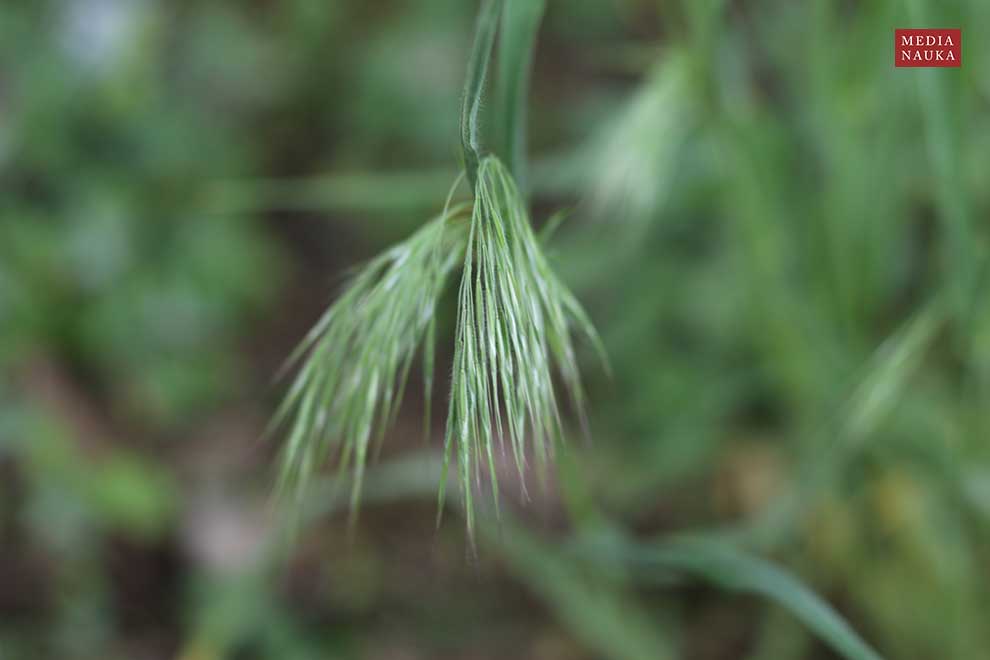 stokłosa dachowa (Bromus tectorum)