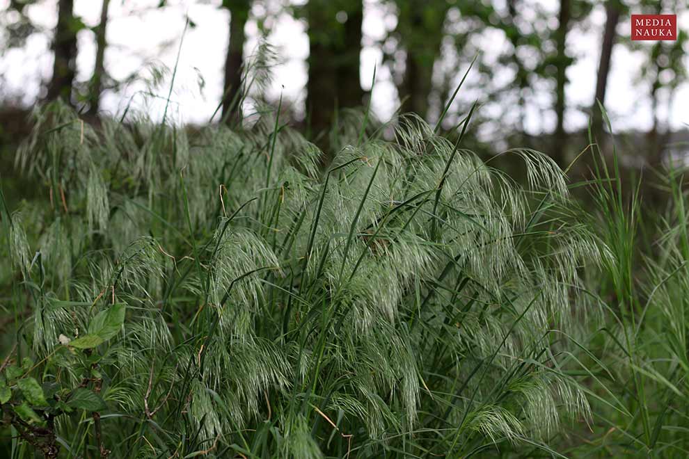 stokłosa dachowa (Bromus tectorum)