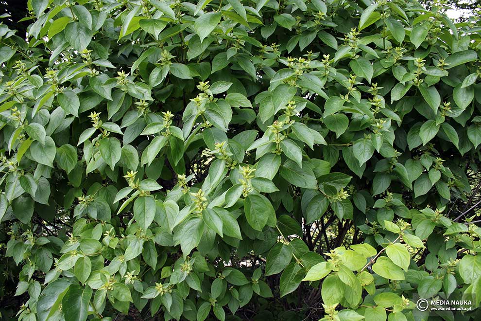 suchodrzew Ferdynanda (Lonicera ferdinandii)