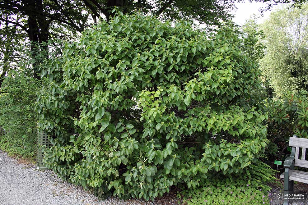 suchodrzew Ferdynanda (Lonicera ferdinandii)