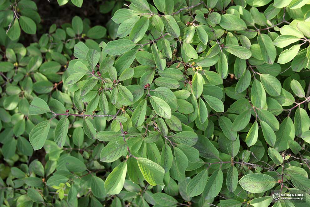 suchodrzew pospolity, wiciokrzew pospolity (Lonicera xylosteum)