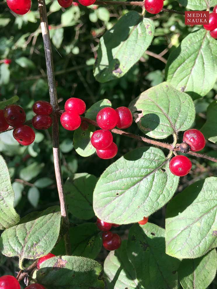 suchodrzew pospolity, wiciokrzew pospolity (Lonicera xylosteum)