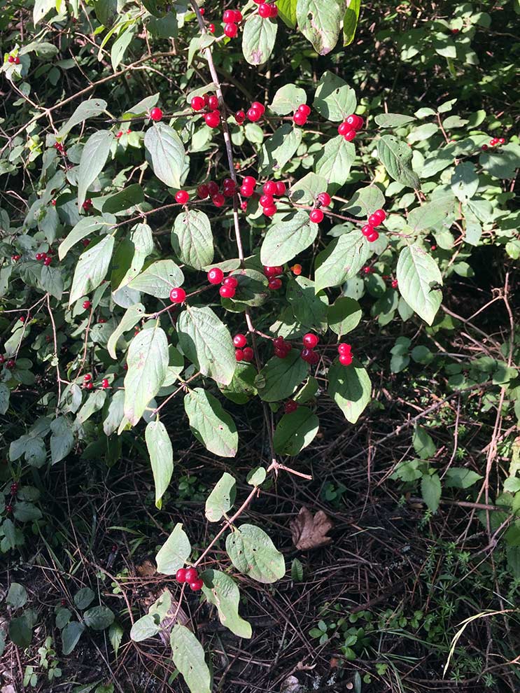 suchodrzew pospolity, wiciokrzew pospolity (Lonicera xylosteum)