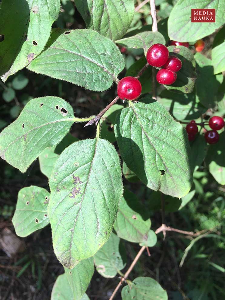 suchodrzew pospolity, wiciokrzew pospolity (Lonicera xylosteum)