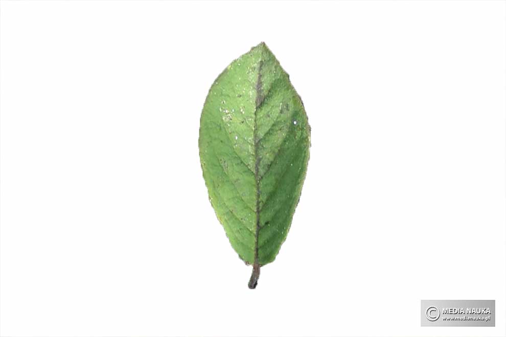 suchodrzew pospolity, wiciokrzew pospolity (Lonicera xylosteum)