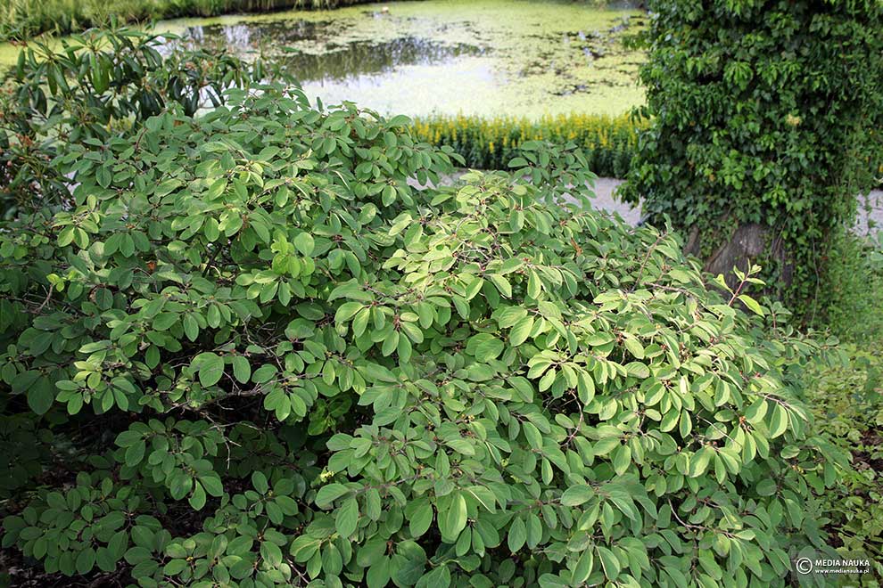 suchodrzew pospolity, wiciokrzew pospolity (Lonicera xylosteum)