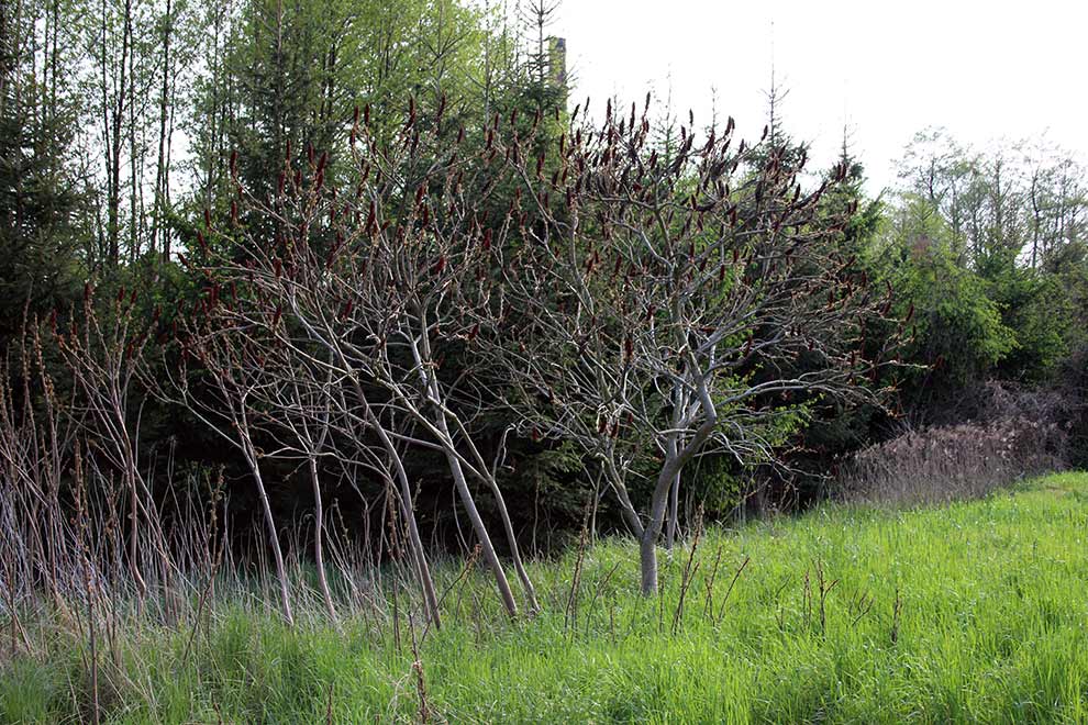sumak octowiec (Rhus typhina)