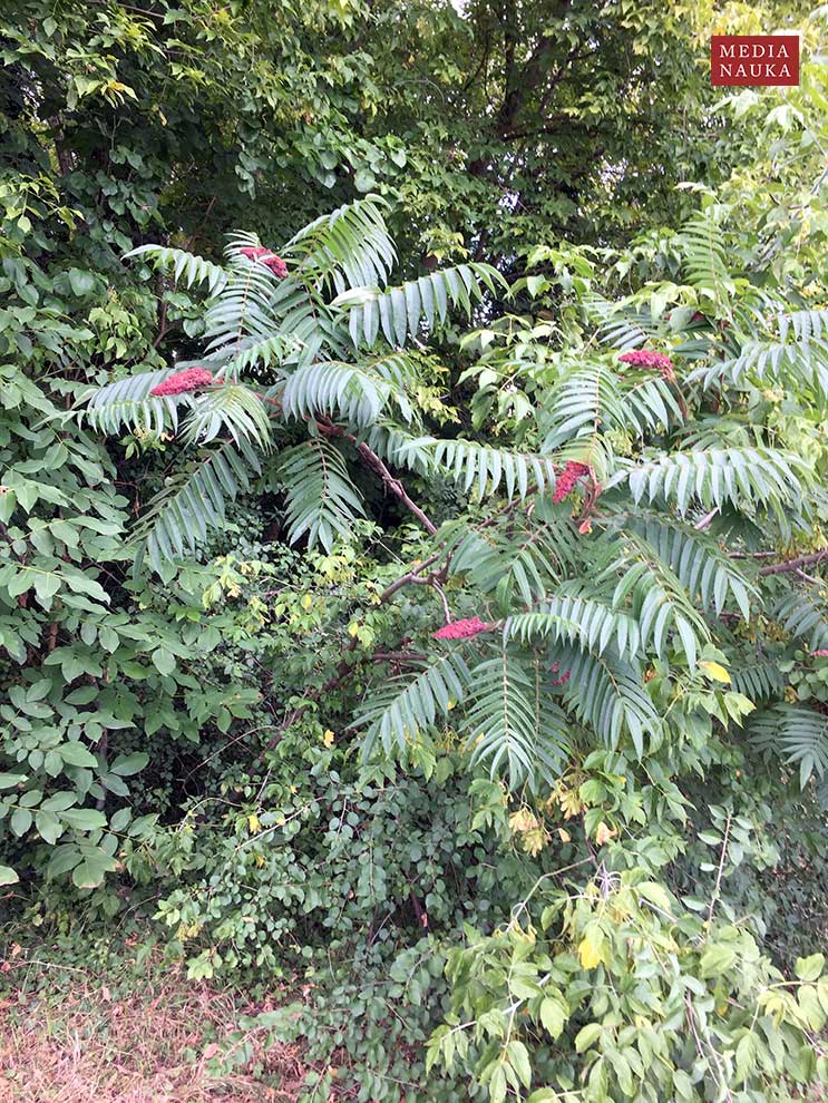 sumak octowiec (Rhus typhina)