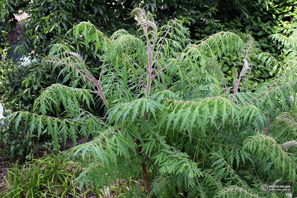 sumak octowiec (Rhus typhina)